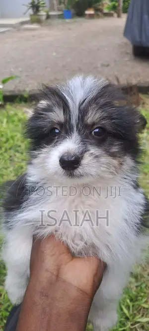 1-3 months Male Purebred Japanese Spitz