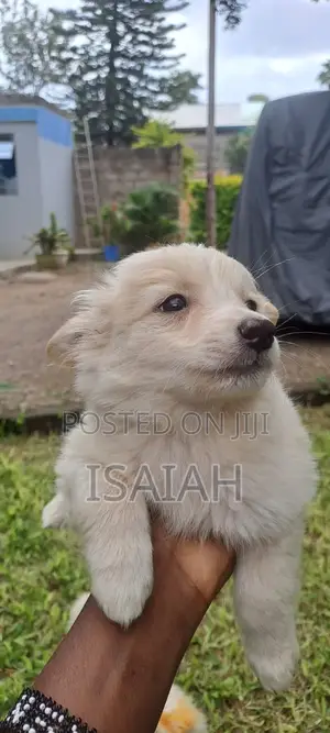 1-3 months Male Purebred Japanese Spitz