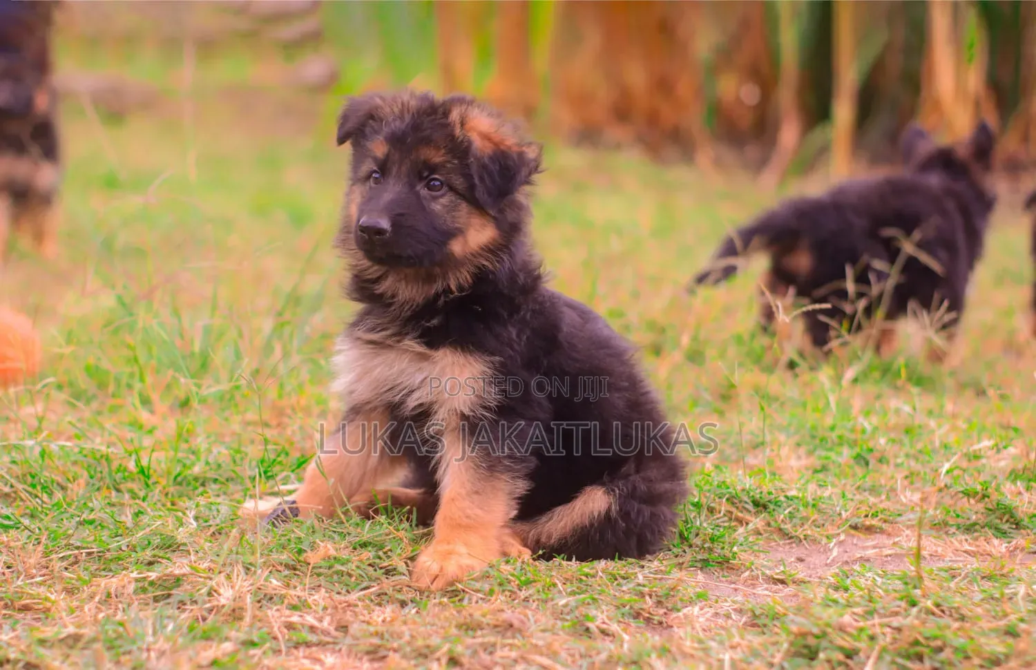 1-3 months Male Mixed Breed German Shepherd