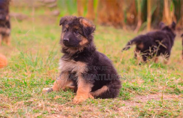 1-3 months Male Mixed Breed German Shepherd - main view