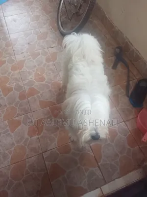 6-12 months Male Purebred Maltese