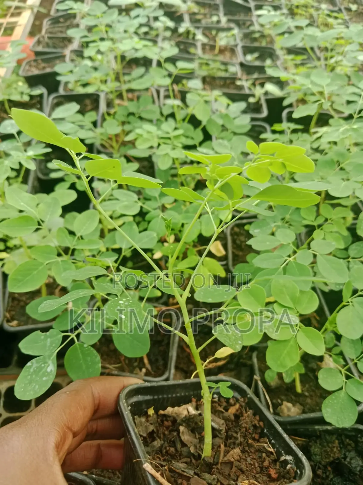 Moringa Seedlings