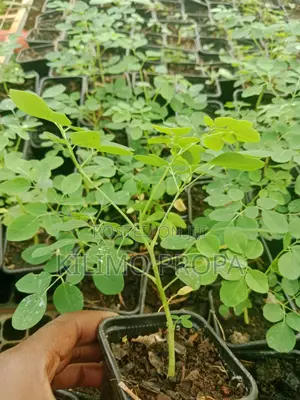 Moringa Seedlings