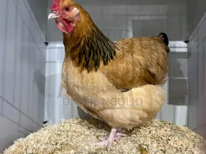 Kuku Kienyeji