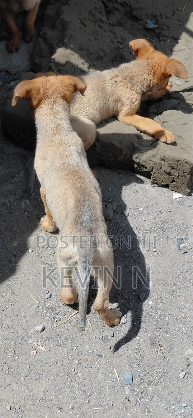 3-6 months Female Mixed Breed German Shepherd