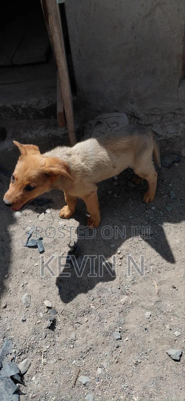 3-6 months Female Mixed Breed German Shepherd - thumbnail 2
