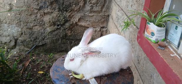 New Zealand White 2 Months Old