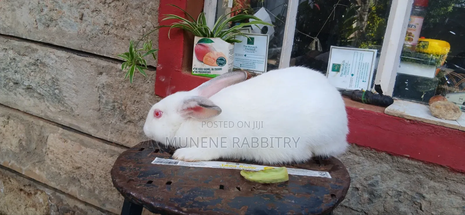 New Zealand White 3 Months Old