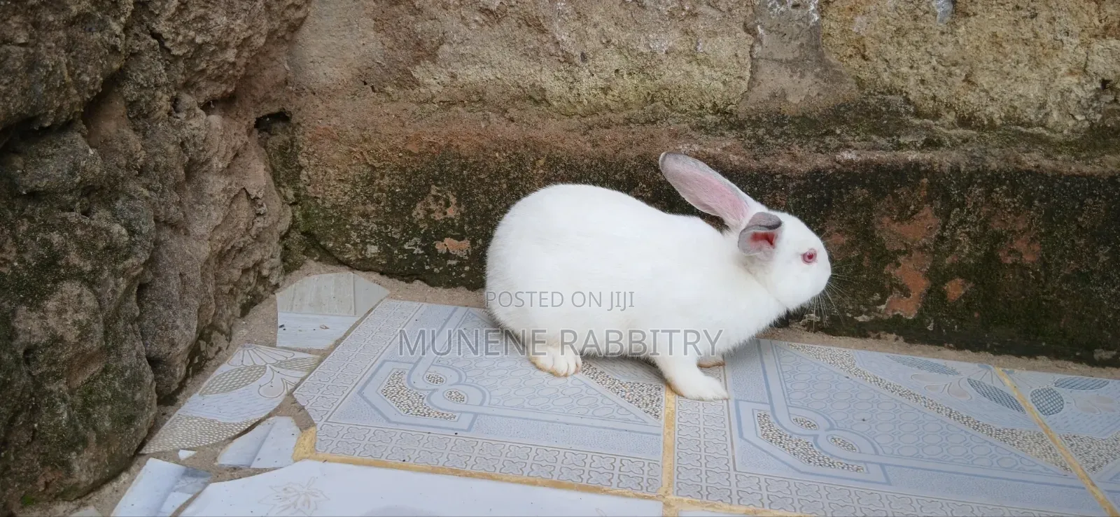 New Zealand White 3 Months Old