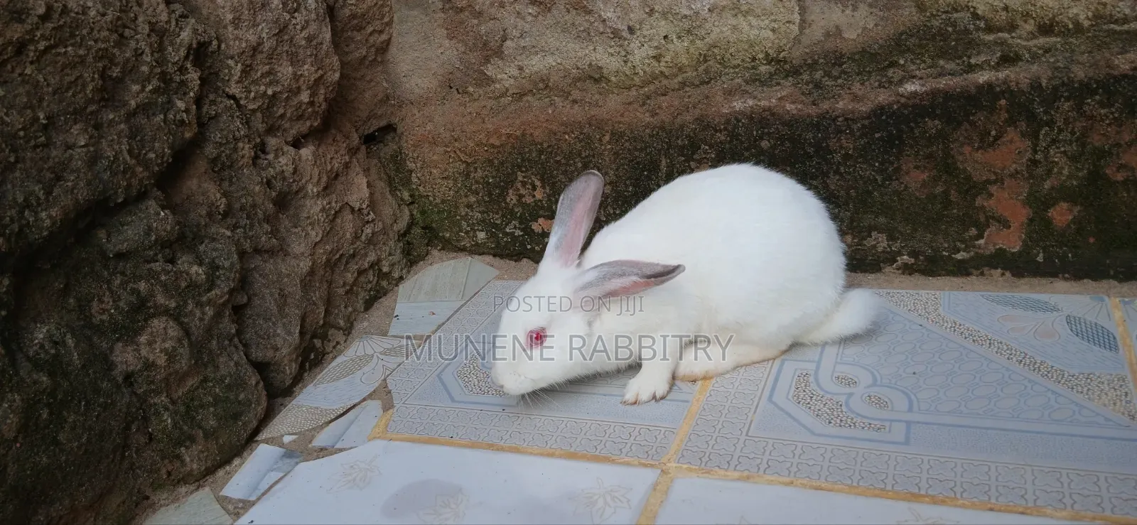 New Zealand White 3 Months Old