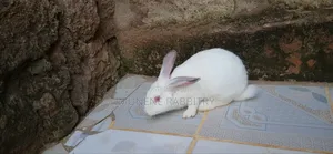 New Zealand White 3 Months Old