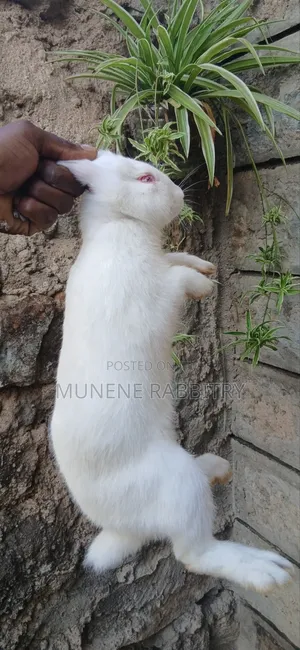 New Zealand White 3 Months Old