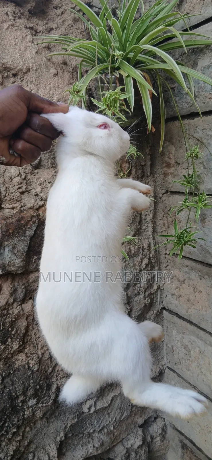 New Zealand White 3 Months Old