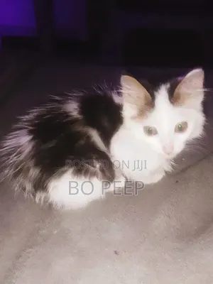 1-3 months Male Mixed Breed Turkish Van