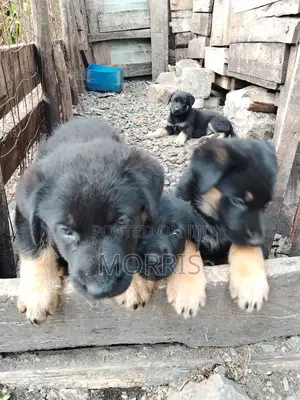 1-3 months Male Purebred Dog