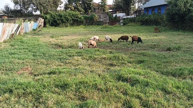 Prime 100 by 100 Plot in Ruiru BTL - thumbnail 7