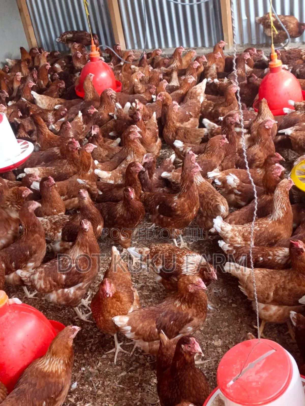 Point of Lay Pullets