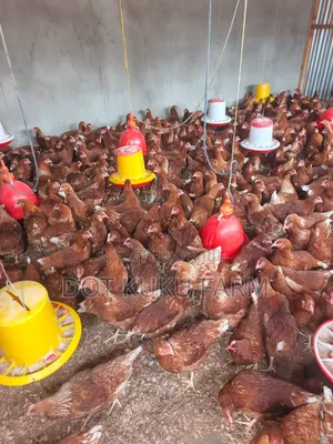 Point of Lay Pullets