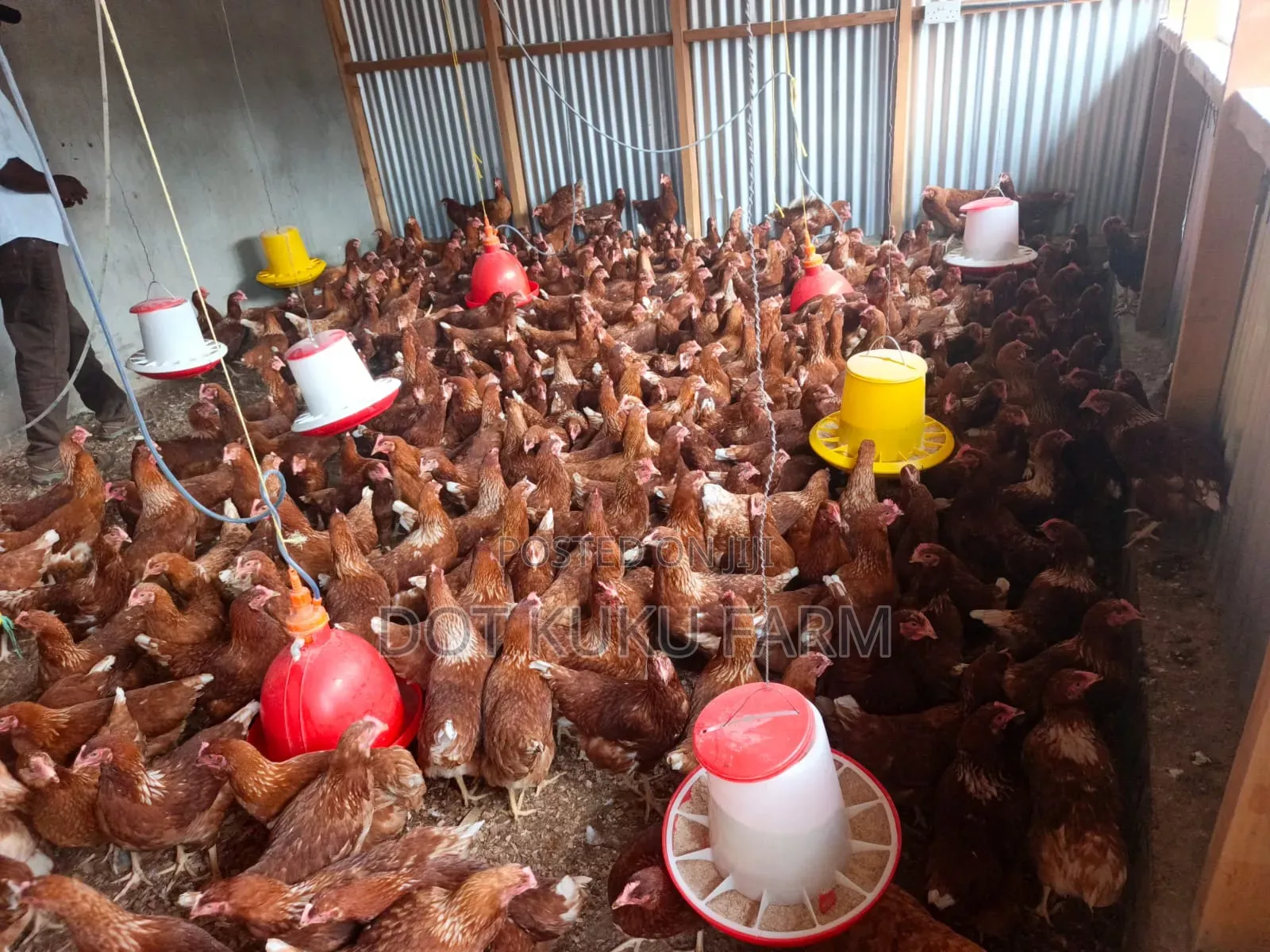 Point of Lay Pullets
