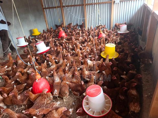 Point of Lay Pullets - thumbnail 3