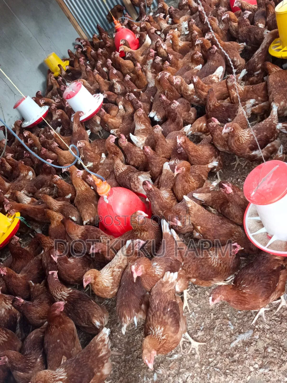 Point of Lay Pullets