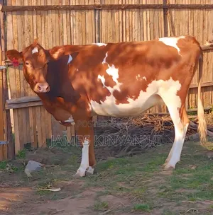 Freshian Cow