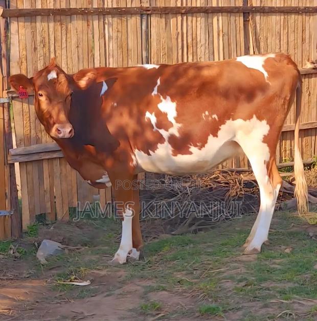 Freshian Cow