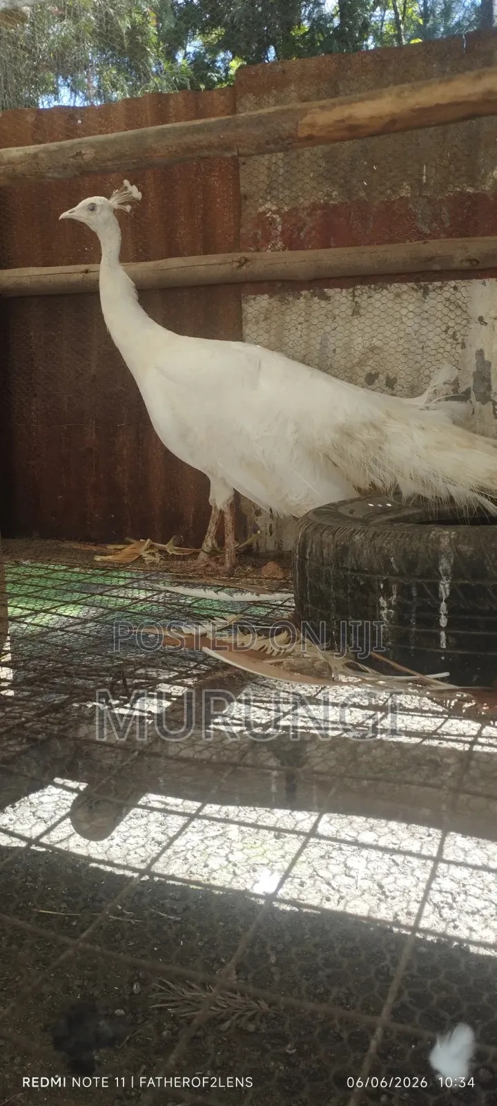 White Peacock