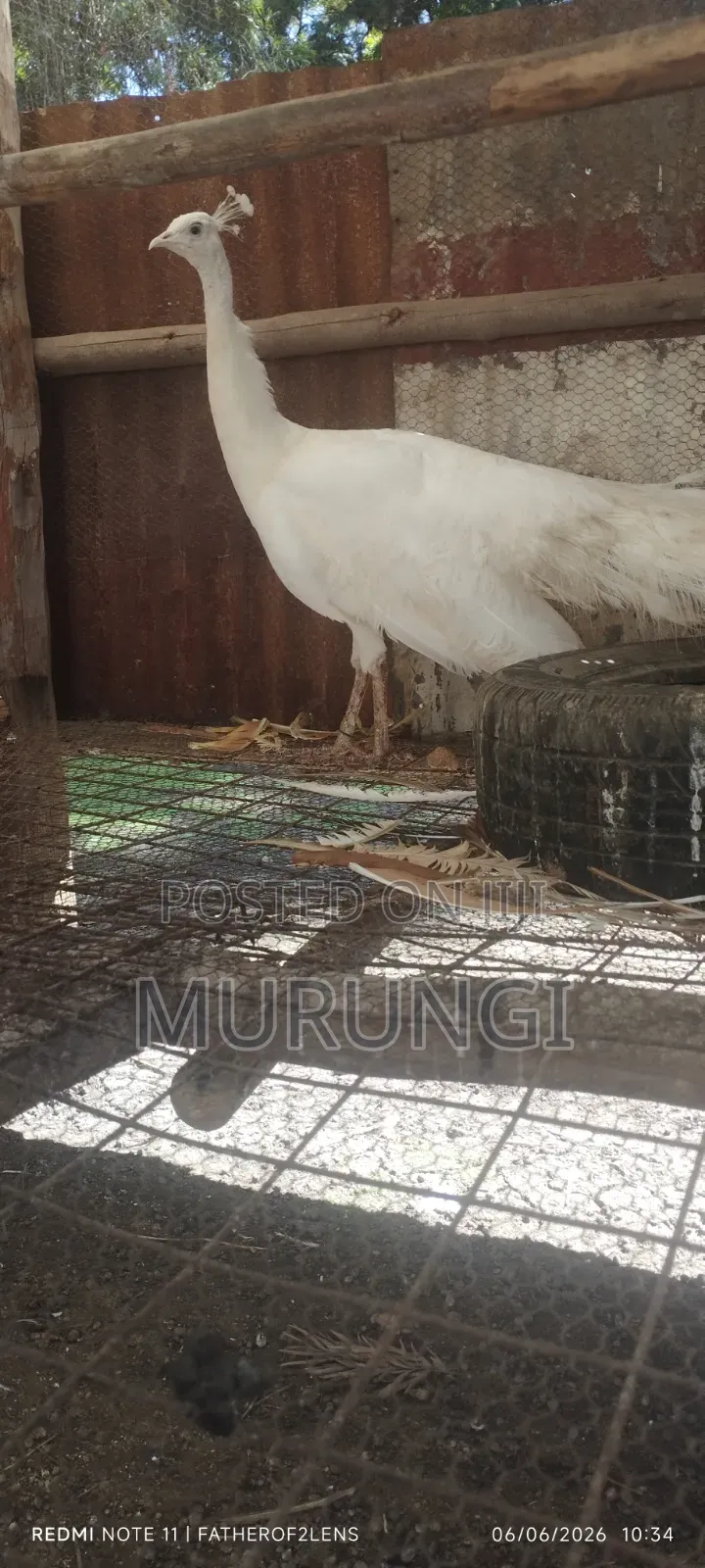 White Peacock