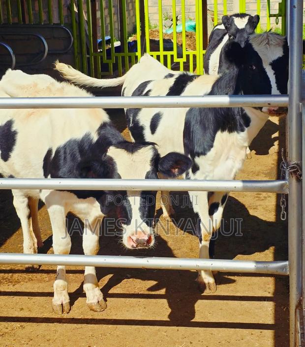 Freshian Cow - thumbnail 2
