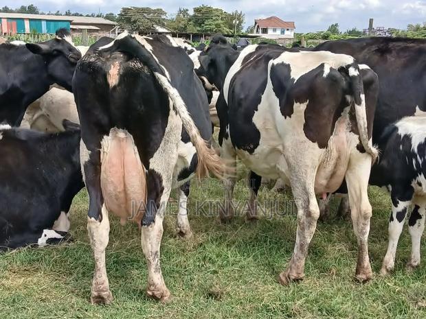 Freshian Cow - thumbnail 4