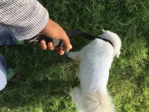 6-12 months Male Purebred Japanese Spitz