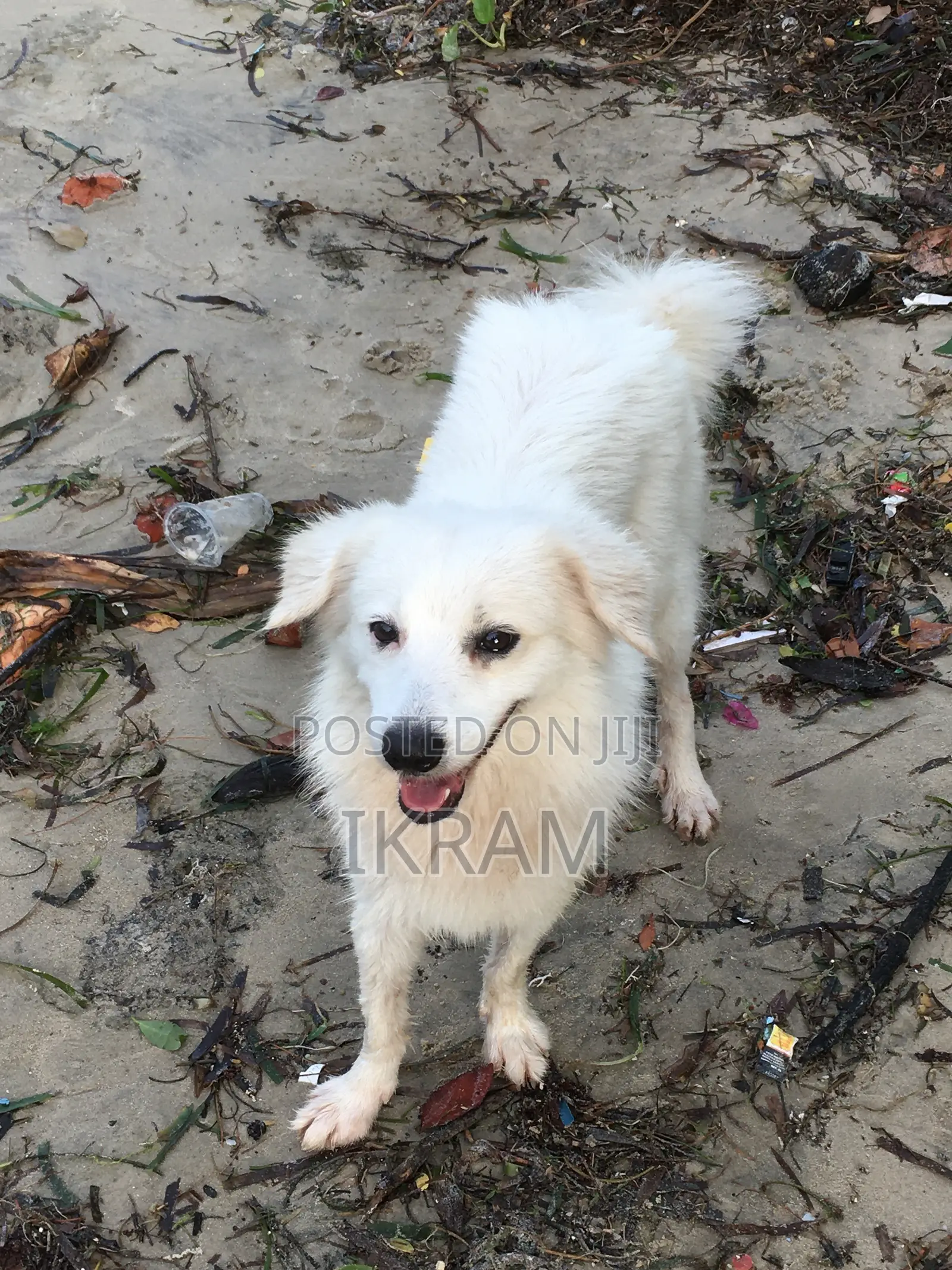 6-12 months Male Purebred Japanese Spitz