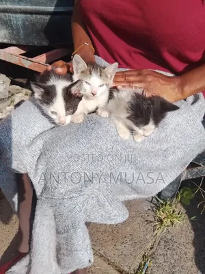1-3 months Male Mixed Breed Maine Coon