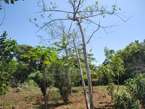 Rare 1/4 Acre Serviced Plot Near Diani Beach