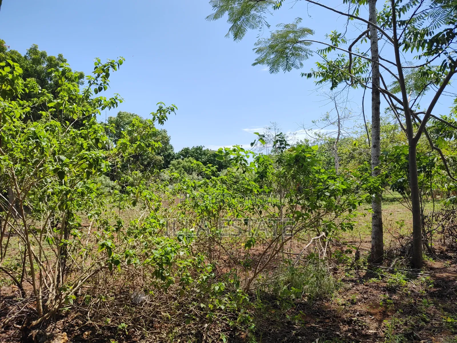 Rare 1/4 Acre Serviced Plot Near Diani Beach
