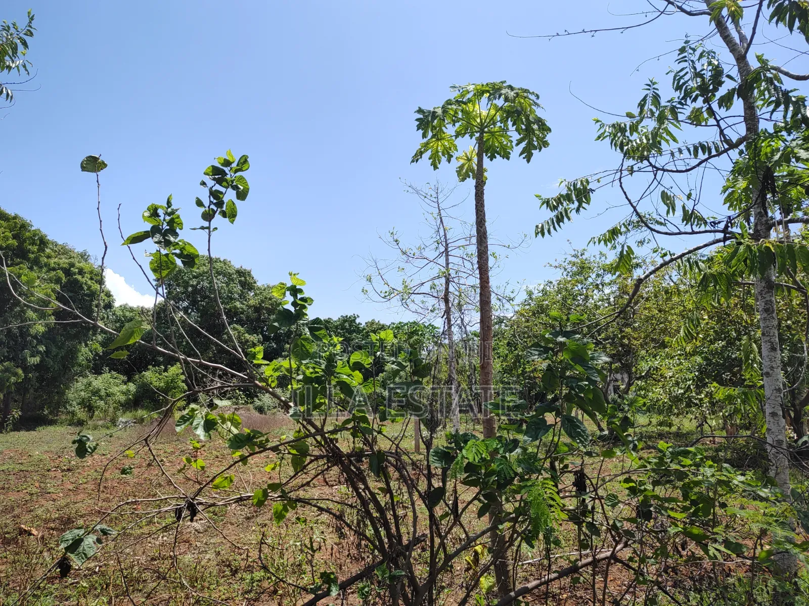 Rare 1/4 Acre Serviced Plot Near Diani Beach