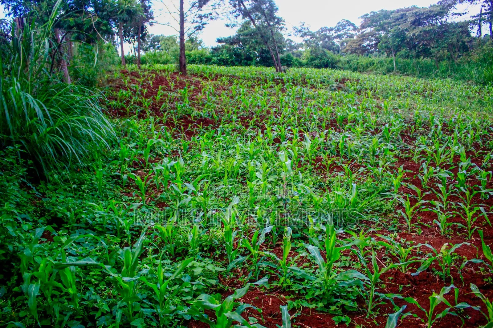 Quarter Acre on Sale at Kikuyu-Kabate