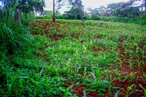 Quarter Acre on Sale at Kikuyu-Kabate