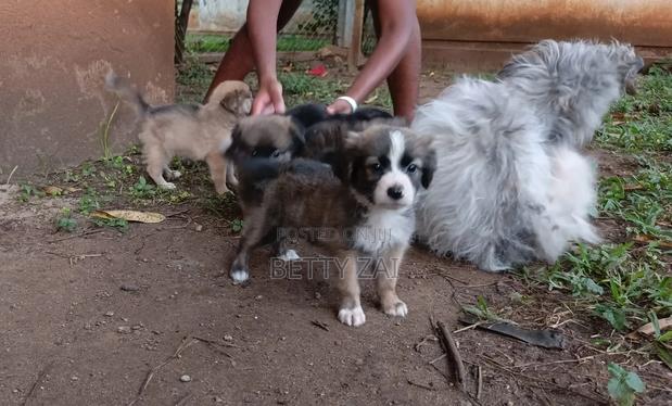 1-3 months Male Mixed Breed Jack Russell Terrier
