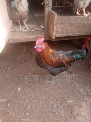 Pure Kienyeji Chicken