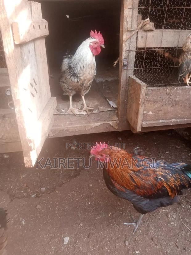 Pure Kienyeji Chicken - thumbnail 3
