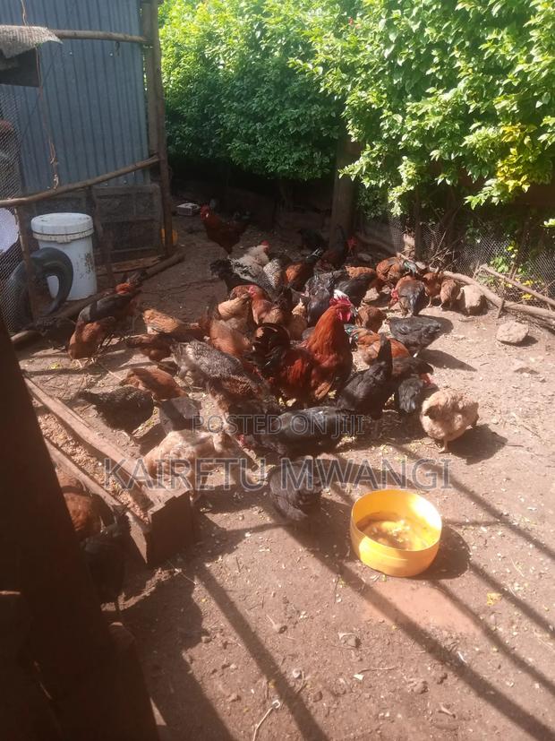 Pure Kienyeji Chicken - thumbnail 4