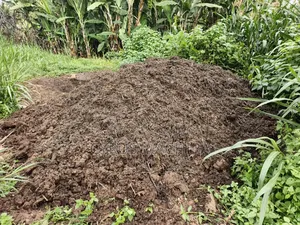 Cow Manure