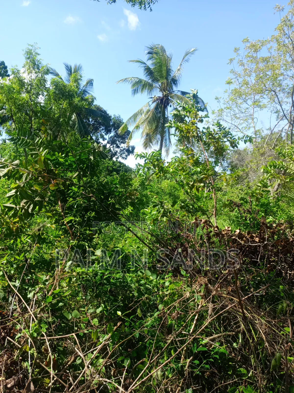 1 Acre Land in Galu Diani With Plenty of Trees