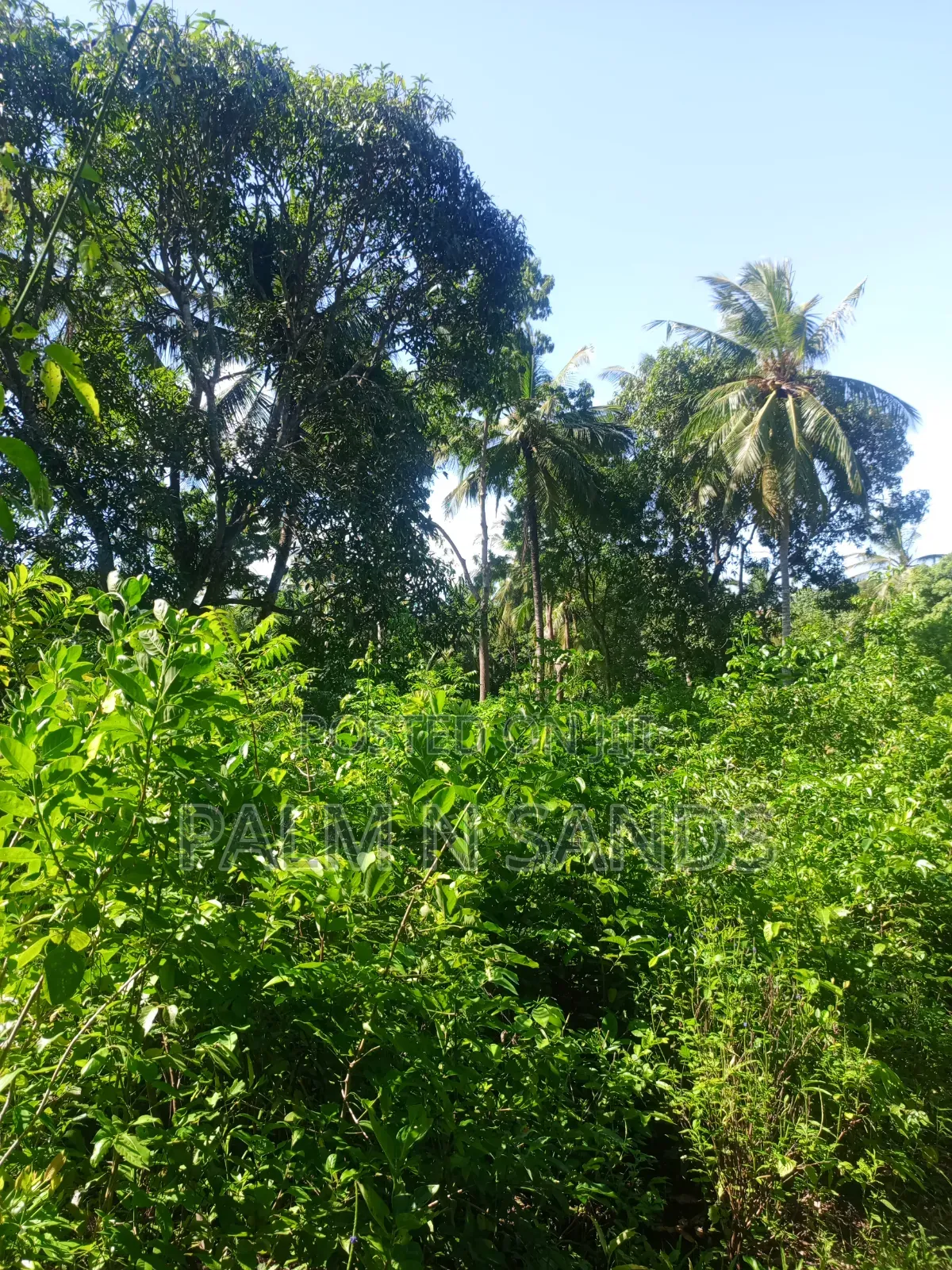 1 Acre Land in Galu Diani With Plenty of Trees