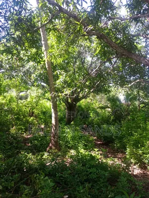 1 Acre Land in Galu Diani With Plenty of Trees