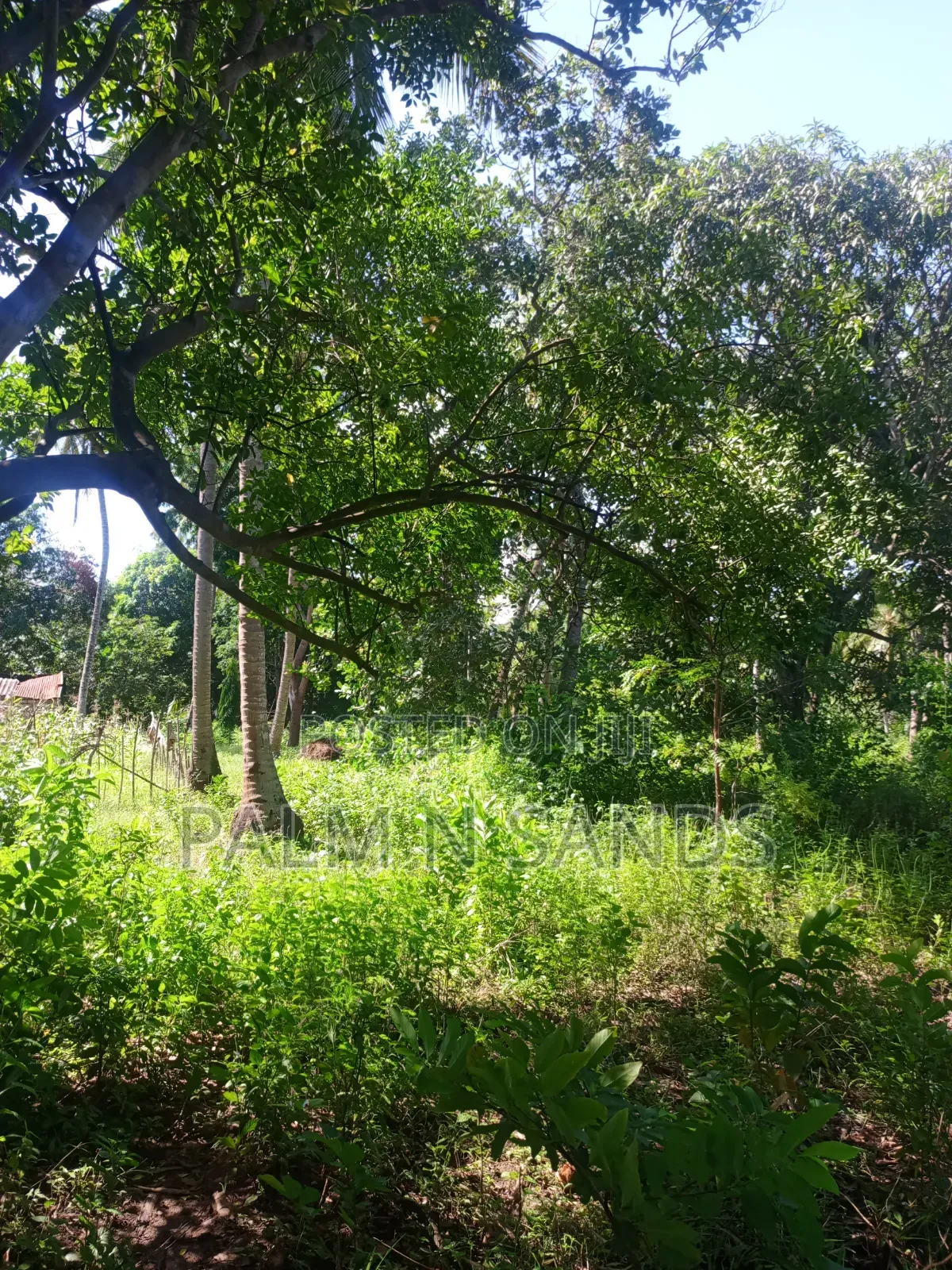 1 Acre Land in Galu Diani With Plenty of Trees