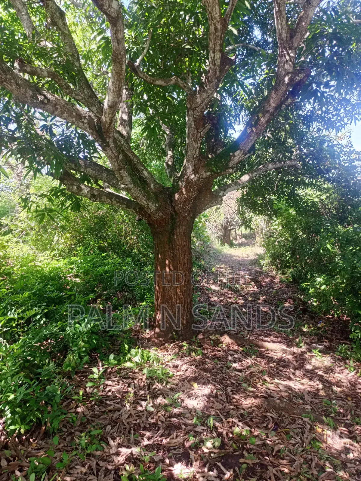 1 Acre Land in Galu Diani With Plenty of Trees