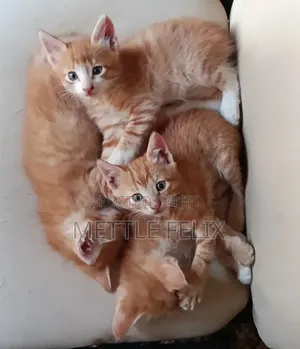 1-3 months Male Purebred Tabby
